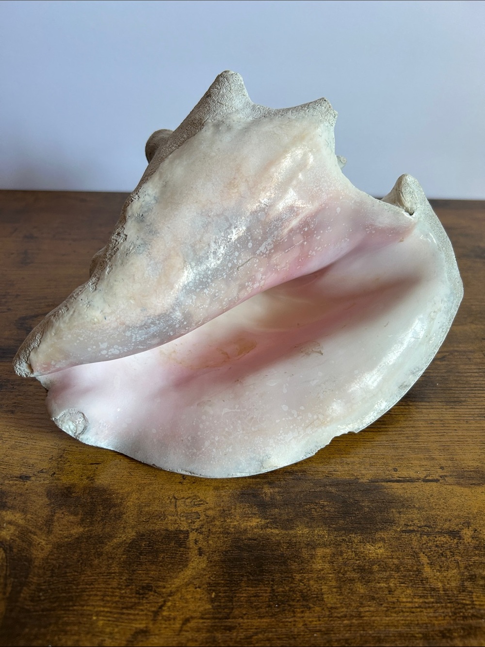 Conch Shell - Home Art Accent